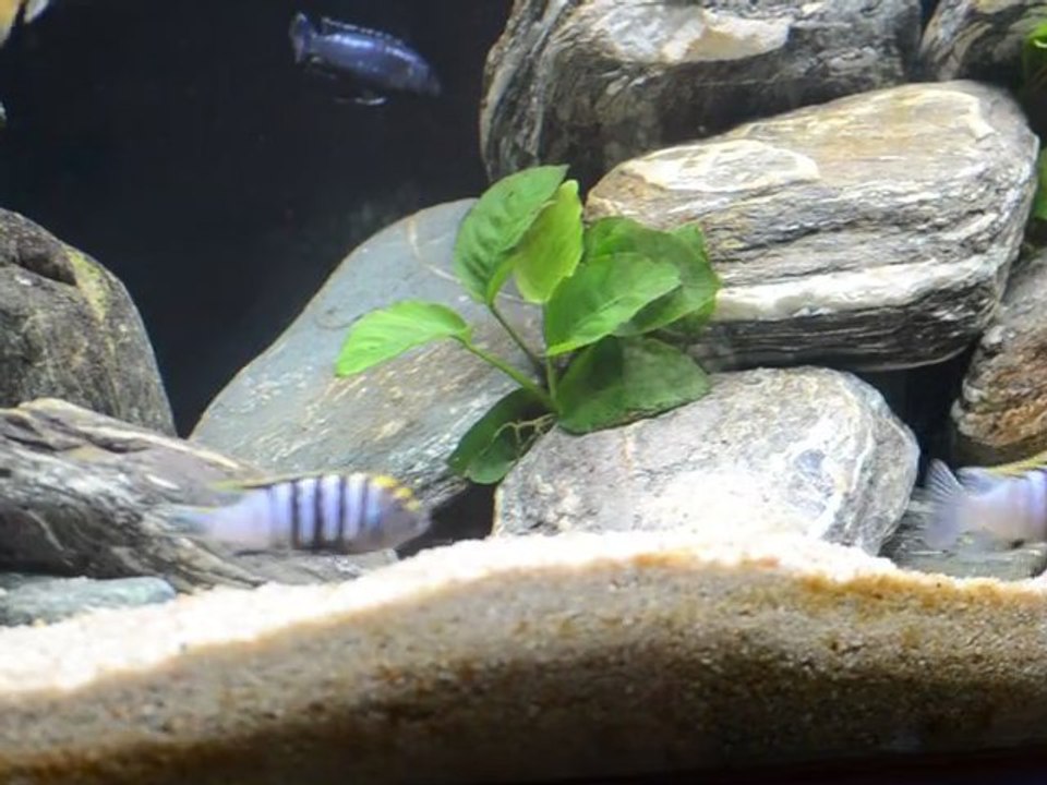 Cynotilapia afra Nkhata Bay