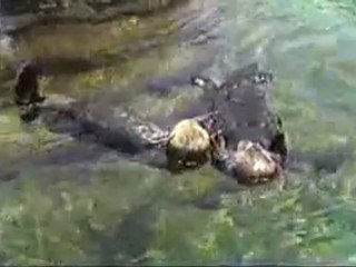 Cute- Otters Holding Hands