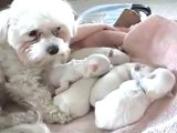 Cute Puppies- 1 Week Old- Sleeping Nursing Sleeping Nursing