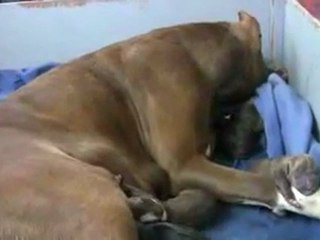 Amazing Pit Bull Birth in HD