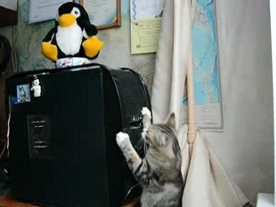 Cat hates dvd drive
