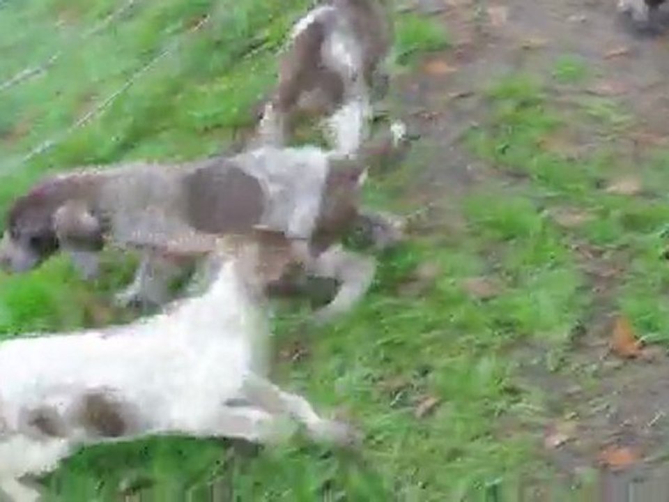 Chiots Braque Allemand de champréval