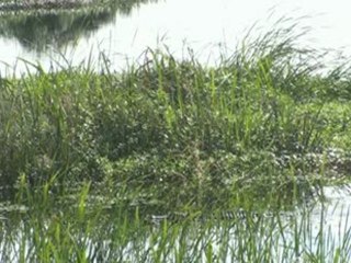 Relaxation - Birds Crickets Frogs - Meditation