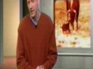 bull terrier contre taureau