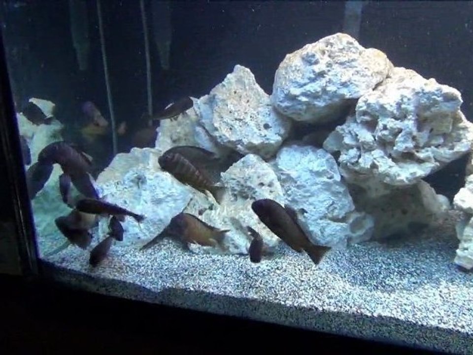 2012-01-02 - Tropheus moorii (Ilangi) Wild