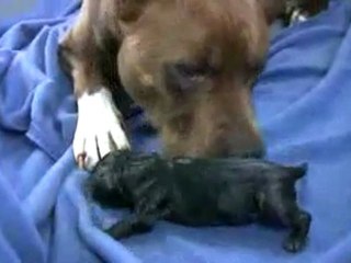 Mia s 1st Pit Bull Puppy Birth in HD