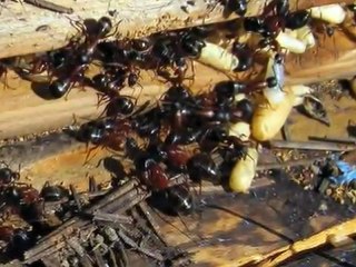 Bellingham Home Inspector (King of the House) Carpenter Ant Infestation