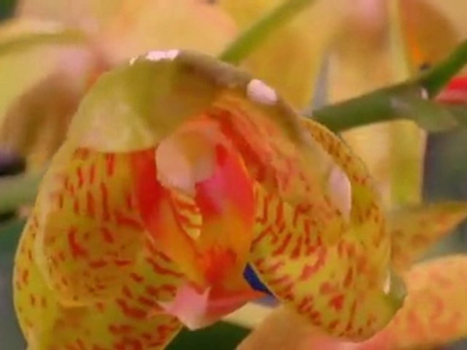 Dianetics—The Goal of Man