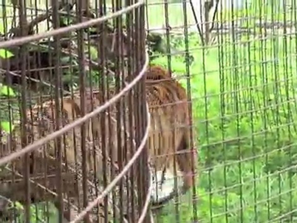 Texas Tiger Rescue