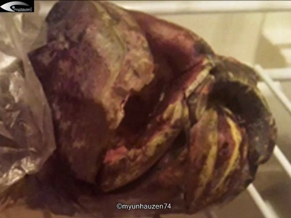 Sensation! Alien - UFO pilot, kept in the refrigerator for 2 years! Russia. November 3, 2011 (1)