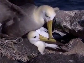 Galapados Adaları - Olağan Dışı Sualtı Bölüm-4 (4/4)