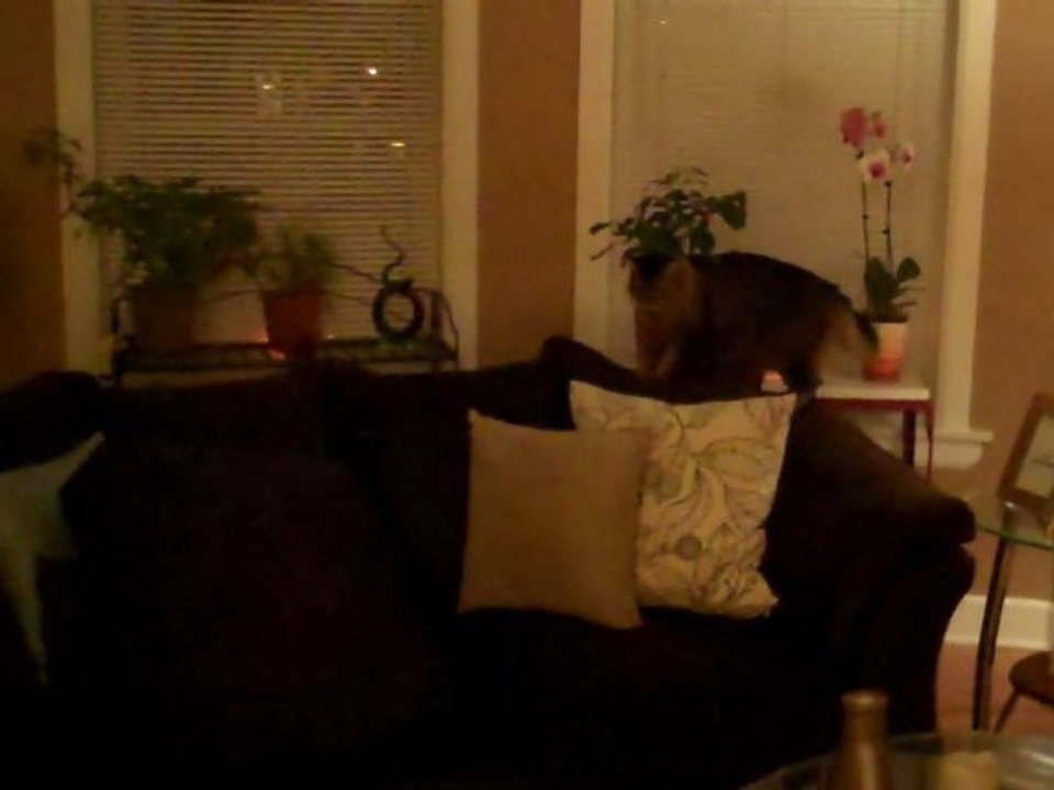 Kitty vs Puppy