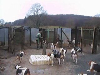 Vénerie du lièvre : la sortie du chenil