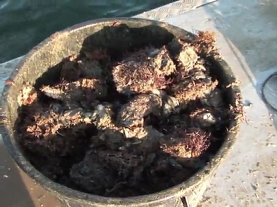 Ostras francesas em extinção