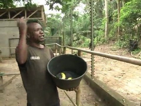 Gorilas protegidos nos Camarões