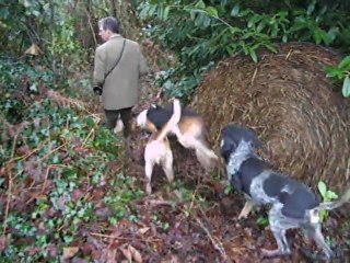 Vénerie du lièvre : l'arrivée sur le territoire de chasse