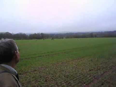 La vénerie du lièvre : la quête des chiens