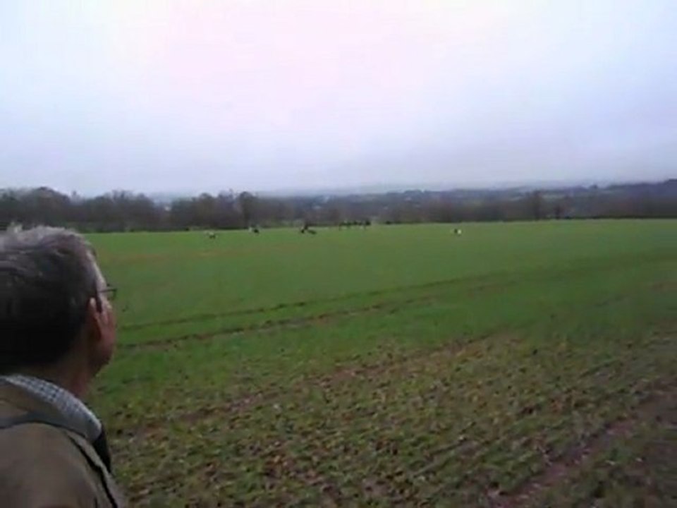 La vénerie du lièvre : la quête des chiens