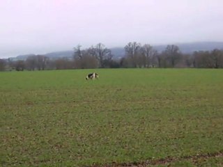 Vénerie du lièvre : le rapprocher