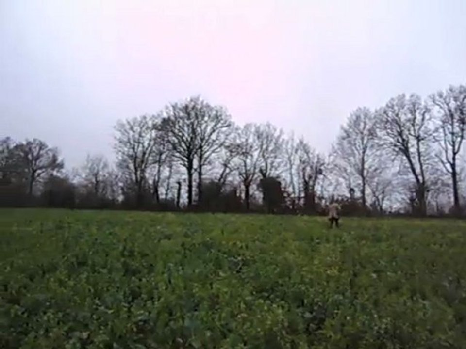 Vénerie du lièvre : le lancer de l'animal de chasse