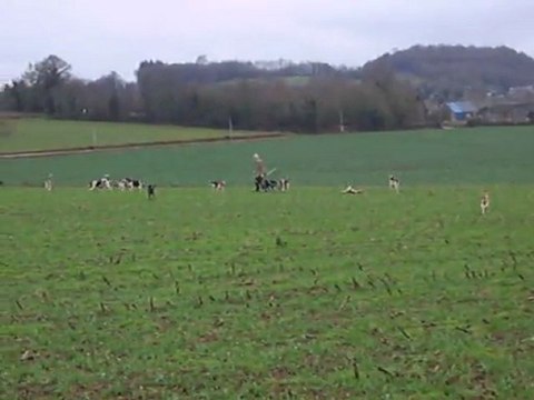 Vénerie du lièvre : le premier défaut