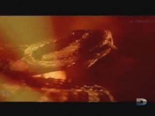 Agressions animales, Épisode [5] - 3 de 3