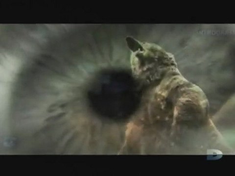 Agressions animales, Épisode [5] - 1 de 3