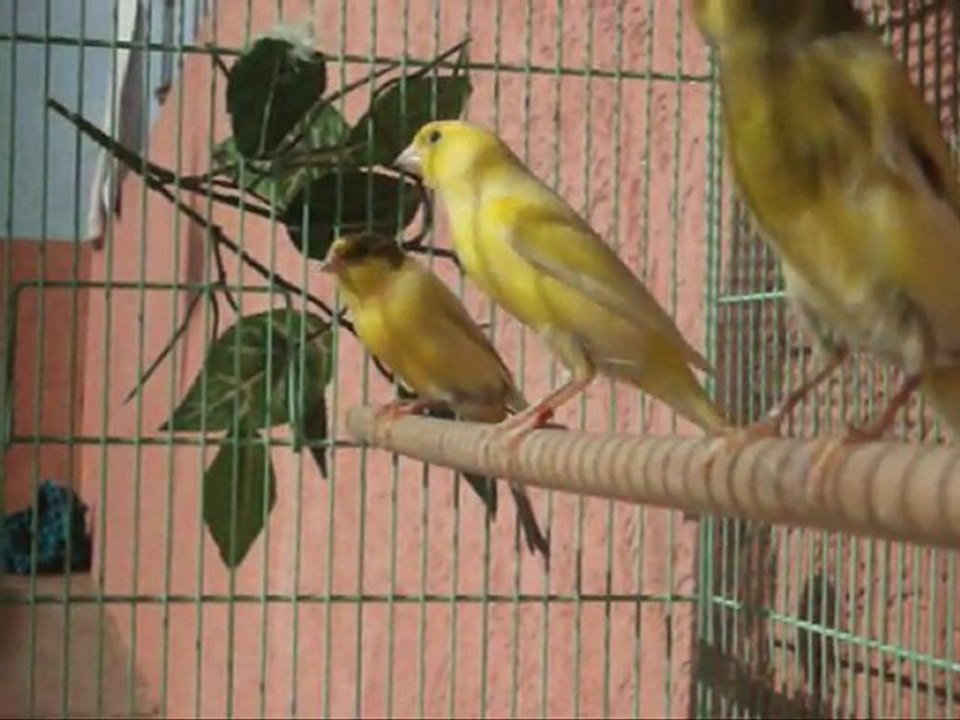 CANARI