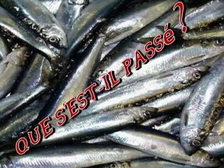 Des milliers de harengs échoués