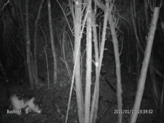 le blaireau et le chat