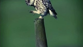 Xiij - Owl 1