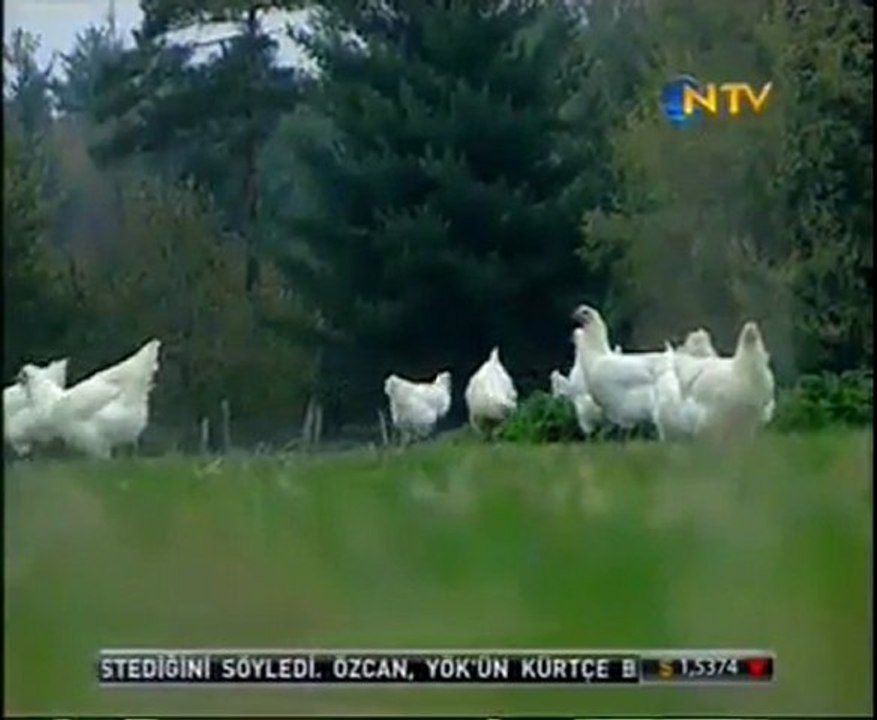 Tavuk mu yumurtadan, yumurta mı tavuktan çıktı?