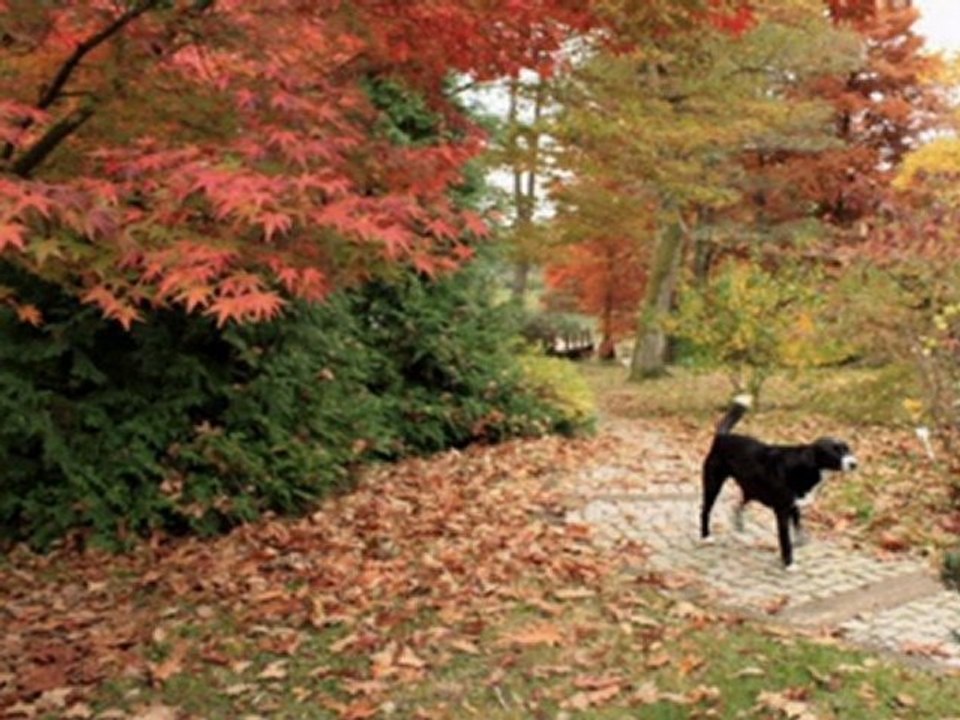 MUAMMER YAPAR - YANAĞI GAMZE