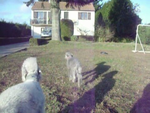 Elfy- blue du Kinkajou et ses chiots de l'élevage du Bleu Padmé avec Goji -blue et Ginko