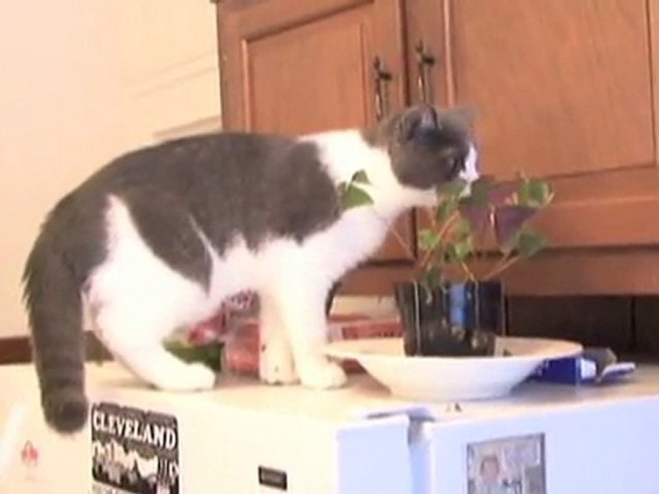 I'm A Stupid Cat
