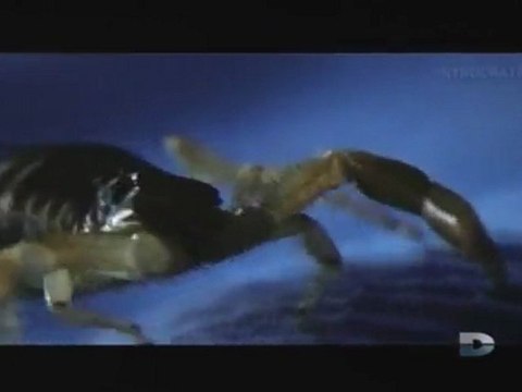 Agressions animales, Épisode [3] - 3 de 3