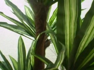 yuca planta hermosa tienes que conocerla y tenerla en tu casa ¡