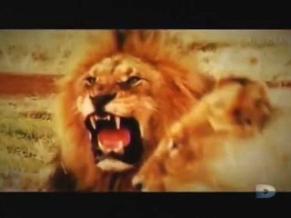 Agressions animales, Épisode [3] - 2 de 3