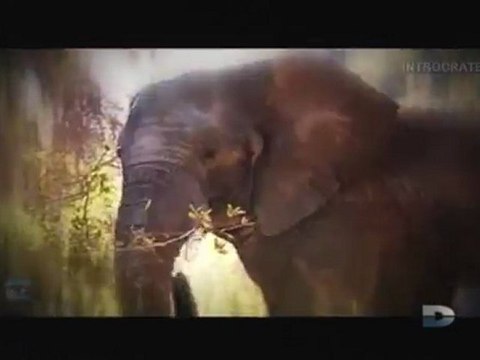 Agressions animales, Épisode [1] - 3 de 3