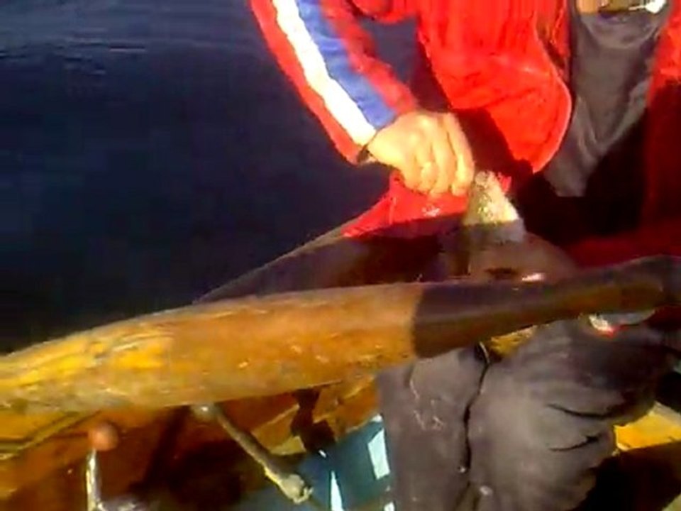 03-01-2012 kitle avı -1
