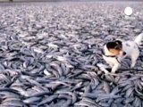 Mystery over Norwegian dead herrings