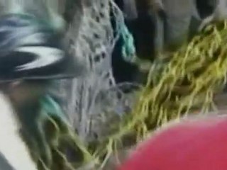 El impresionante ataque de un leopardo en India