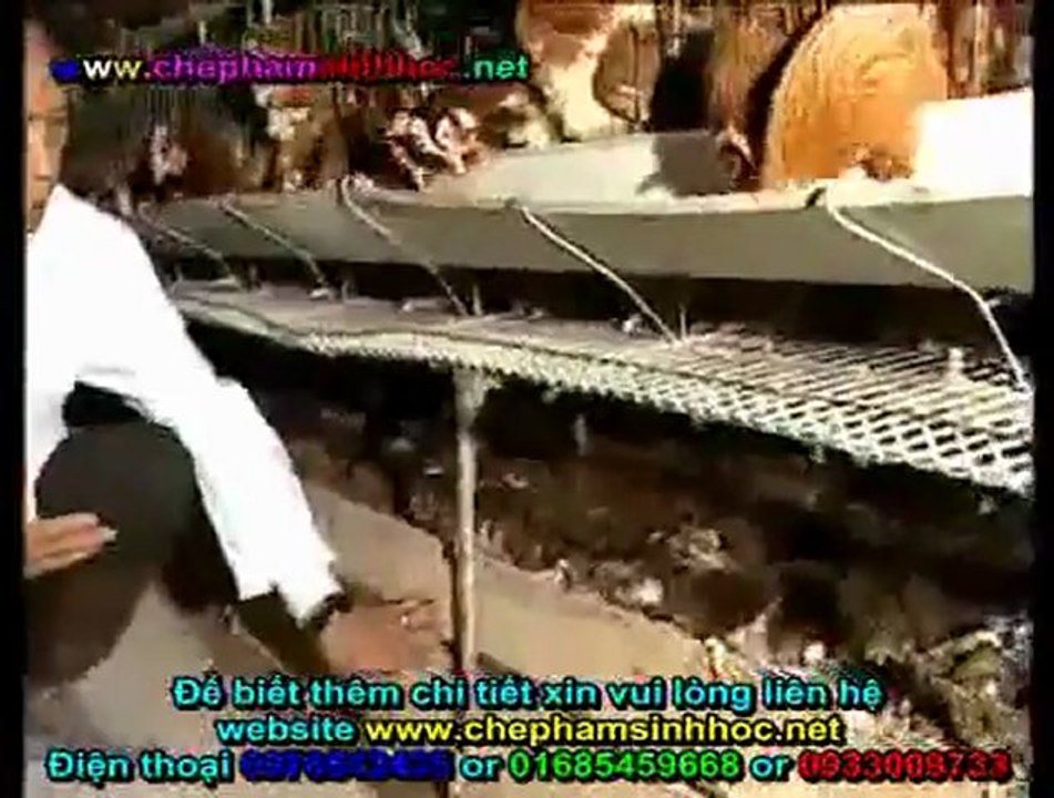 Tác dụng của chế phẩm men vi sinh NN1 - Men vi sinh NN1 cho chăn nuôi heo, chăn nuôi gà