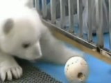 Dos cachorros gemelos de oso polar listos para su debut  ante el público