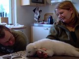 Der süßeste Eisbär seit Knut heißt Siku und lebt in Dänemark