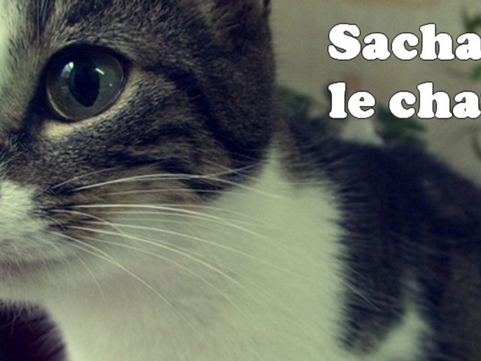 Sacha le chat