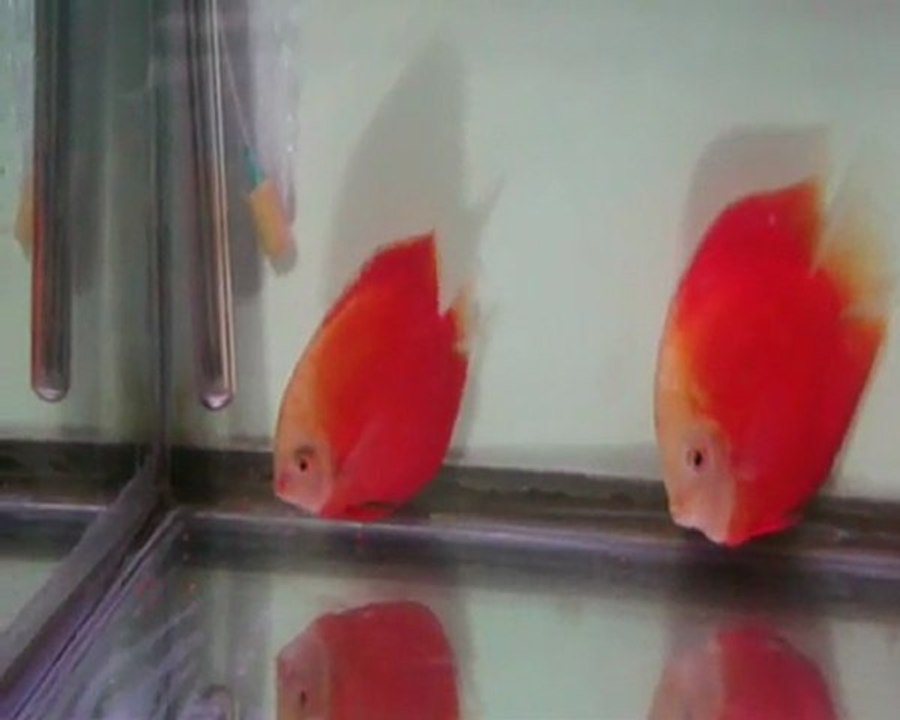 Red Valentine Discus 2
