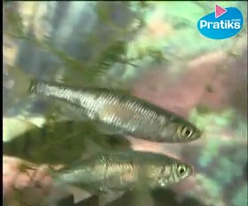 Comment reconnaître une ablette