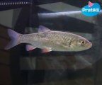 Poissons - Comment reconnaître le chevesne - Nature - Animaux