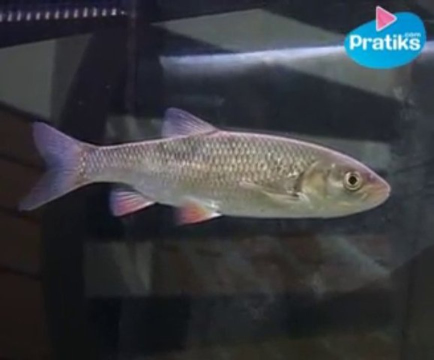 Poissons - Comment reconnaître le chevesne - Nature - Animaux